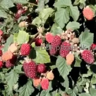 Ежемалина подмосковье