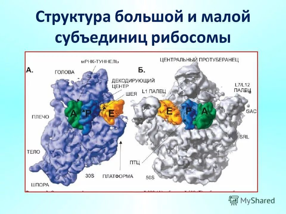 Состоит из двух субъединиц большой и малой. Строение субъединиц рибосом. строение малой субъединицы рибосомы. строение рибосомы субъединицы. большая субъединица рибосомы строение.