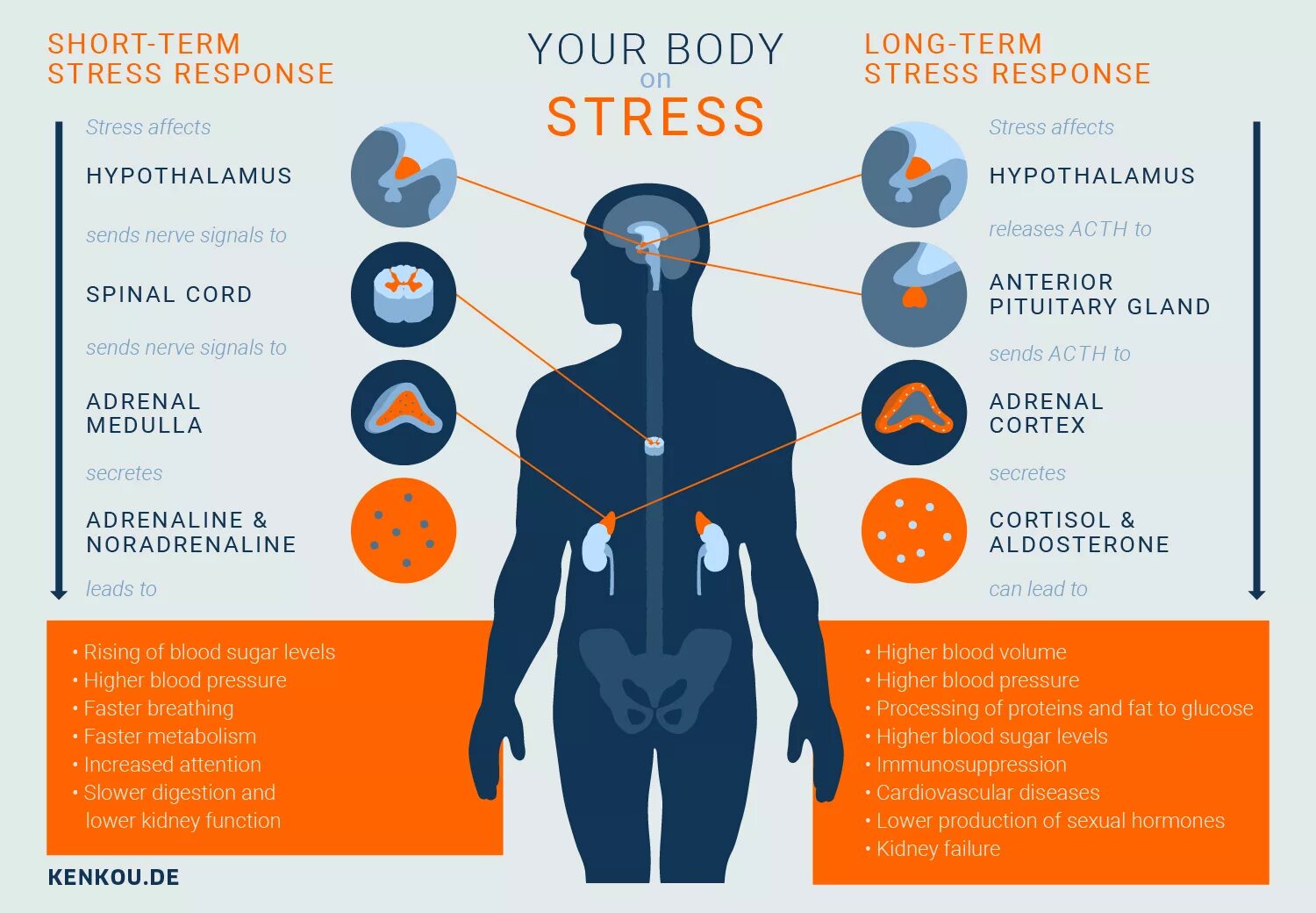 Effects of stress. Стресс и здоровье человека. Листовка на тему стресс. Брошюра на тему стресс. Effect o