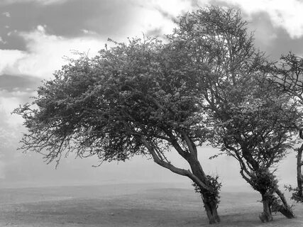 White tree