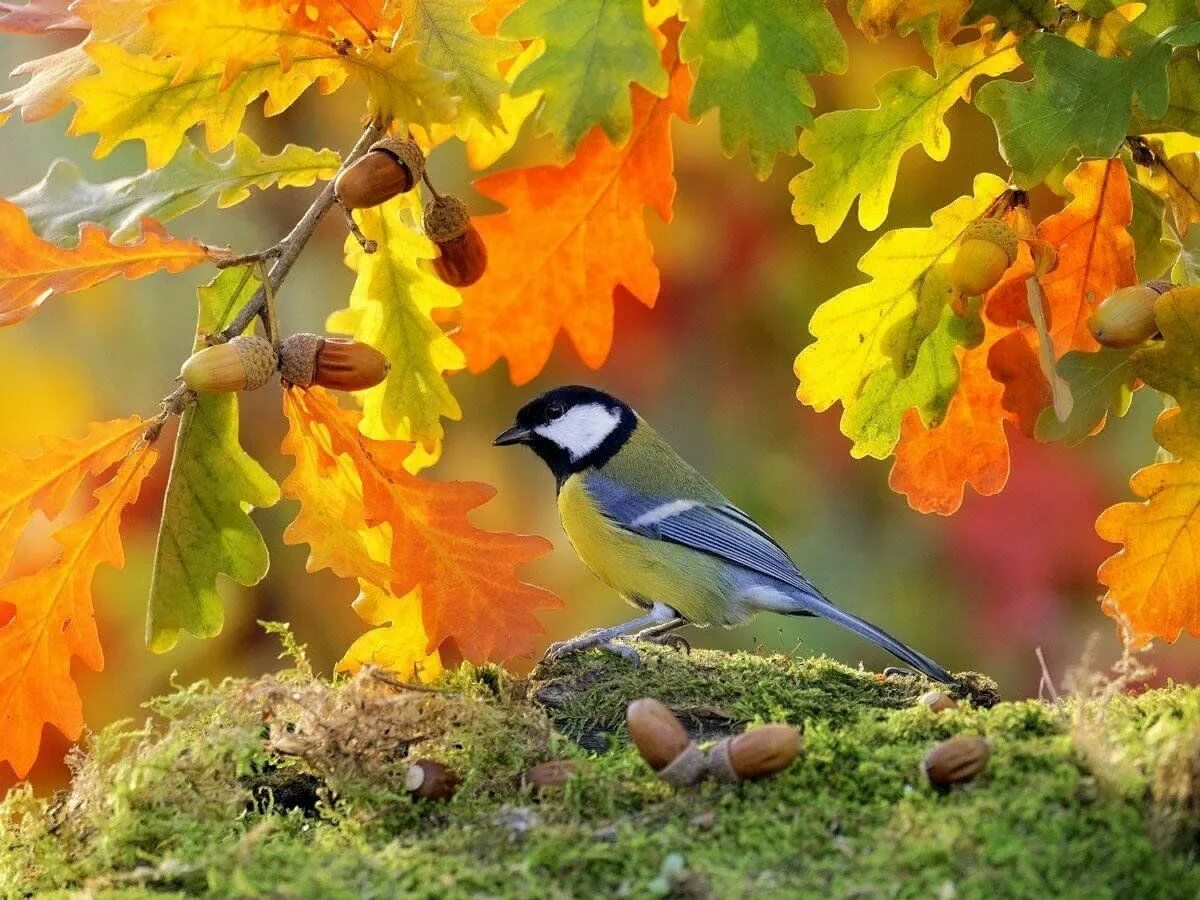 Pin by Ник on Птицы Animals, Bird, Fauna