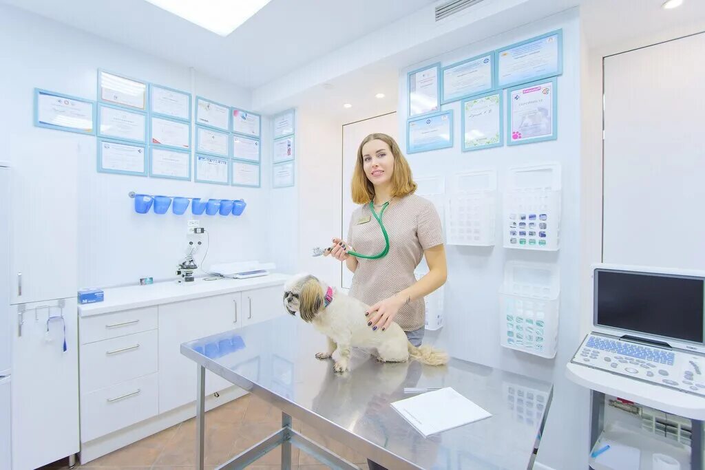 ветклиника снежный барс нижний новгород ул. барс ветлечебница. ветклиника на варшавской 108. барс ветлечебница. ветклиника на варшавской 108.