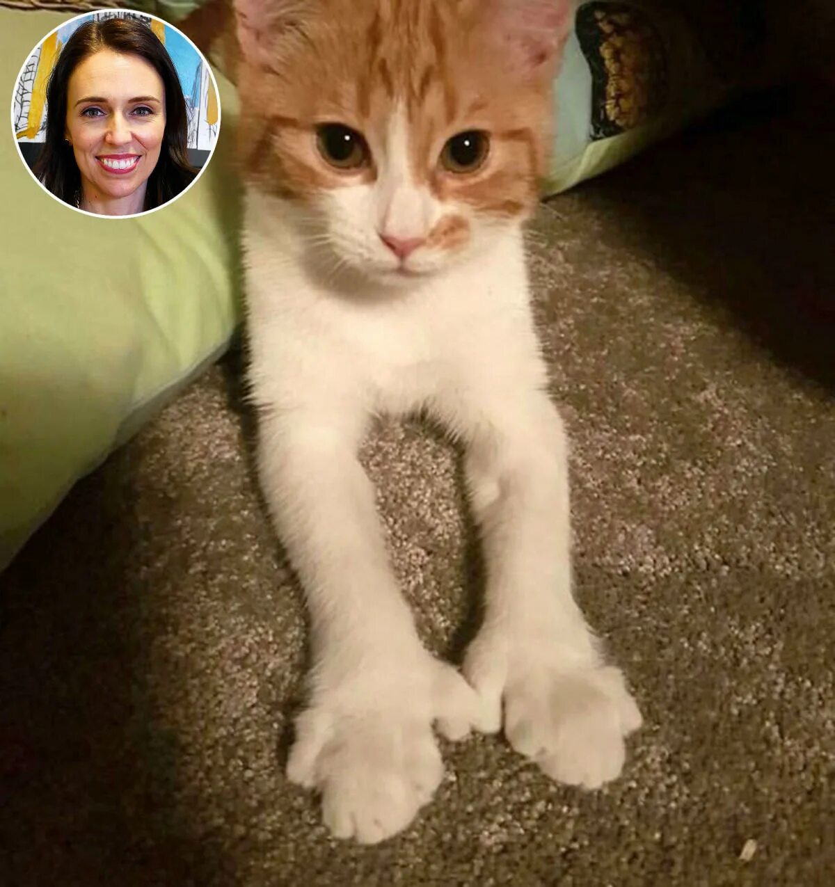 What did the first cat do after