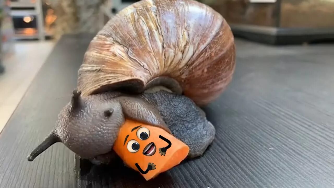 Ахатина съедобная. Как есть улитки видео. Кокосовая улитка. Личинки улитки ахатины. Что кушают улитки ахатины.