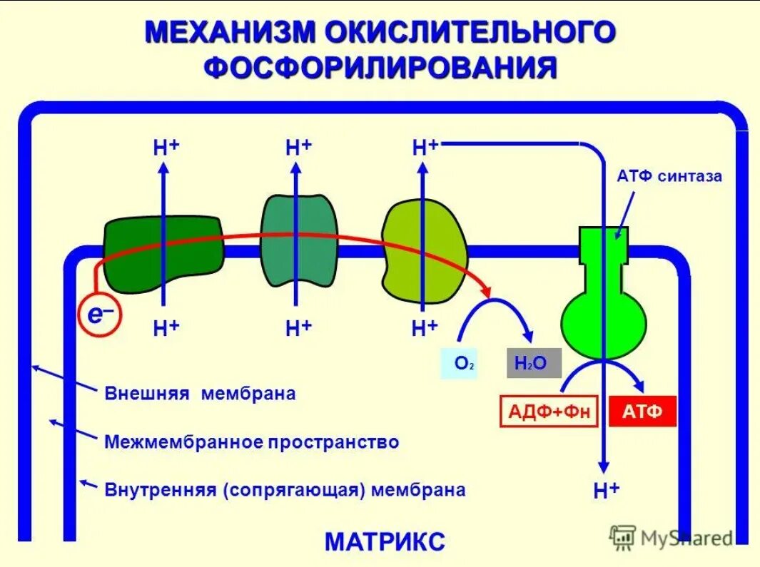 Фосфорилирование биохимия. Схема окислительного фосфорилирования биохимия. Стехиометрический коэффициент окислительного фосфорилирования. Способы окисления биохимия. Окислительное фосфорилирование схема.