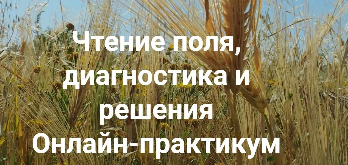 Институт открытое поле. Институт открытое поле. Чтение поля в расстановках. Институт открытое поле. Институт открытое поле.