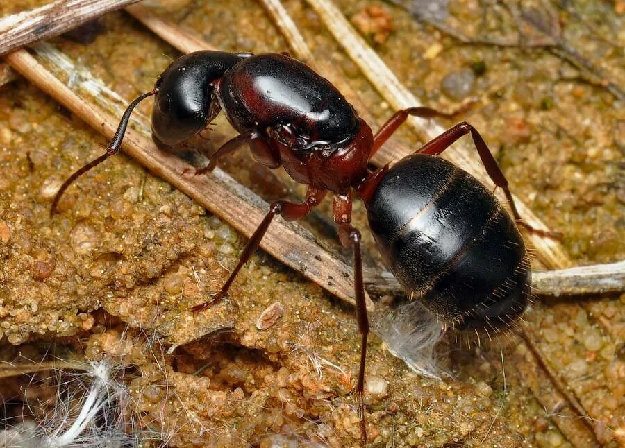 Муравей Camponotus Gigas. Кампонотус Гигас матка. Динопонера гигантская. Динопонера гигантская муравей. Muravi