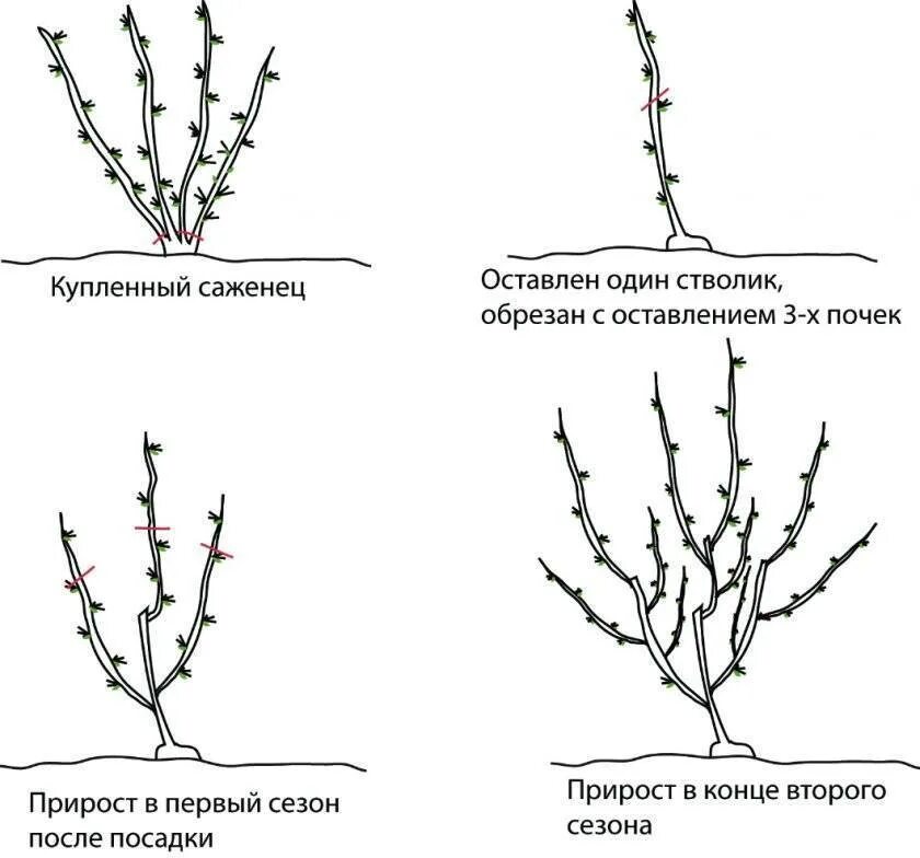 Обрезают ли черную смородину. Обрезка саженцев смородины весной. Обрезка кустов смородины весной. Схема обрезки крыжовника осенью. Весенняя обрезка черной смородины и крыжовника.