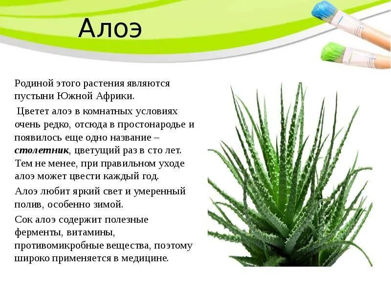 Проект алоэ