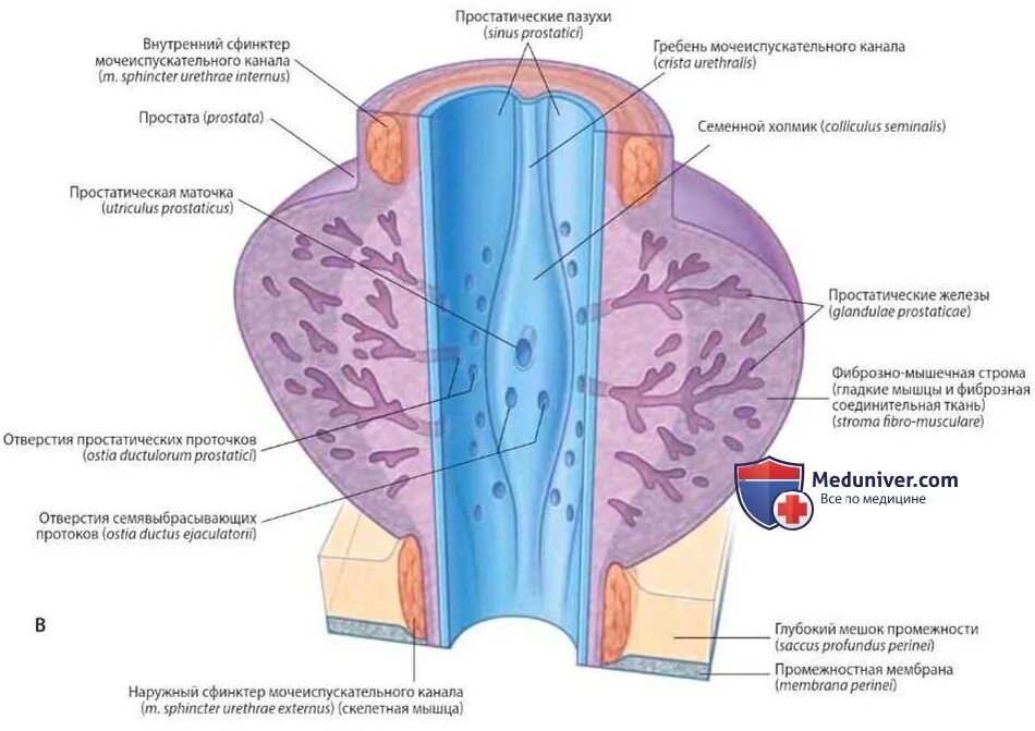 Наружный мочеиспускательный канал. Предстательная железа анатомия строение. Строение предстательной железы в разрезе. Функция предстательной железы у мужчин анатомия. Строение мочеиспускательного канала анатомия.