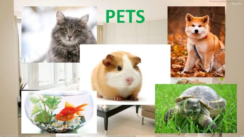 Тема Pets. My Pet тема 5 класс. Pets 5 класс. Pets презентация