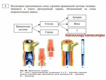 Наличие клапанов