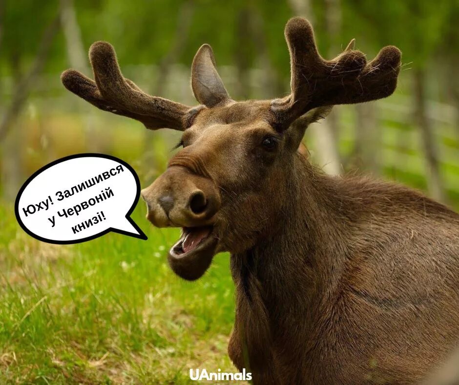 забавный лось. мульт лось. смешной лосенок. веселый сказочный лось. лось прикол.