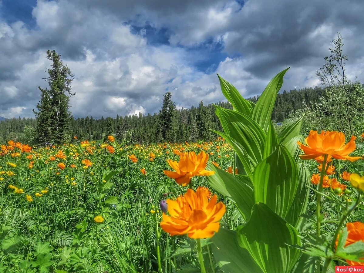 Гавань цветок. Саранки на дальнем востоке. Цветок гавани. Цветок гавани. Тюльпановое поле калининград.