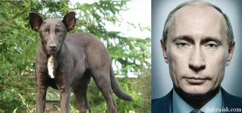 Пес похожий