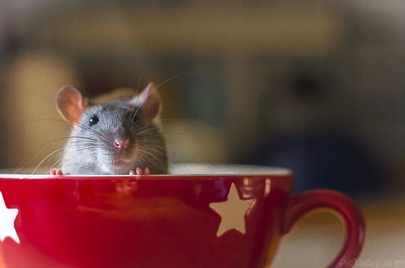 День крысы картинки прикольные. Всемирный день крысы. Крыса праздник. Праздничная крыса смешная. Всемирный день мыши.