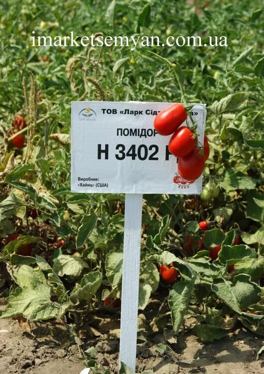 Семена томата ХАЙНЗ 3402 F1 10 000 c - купить в Волгограде по цене 18500 руб. Ва