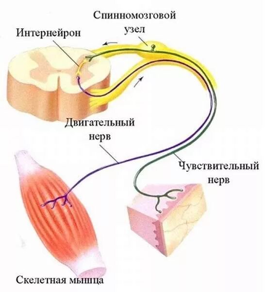 Раздражение чувствительного нерва
