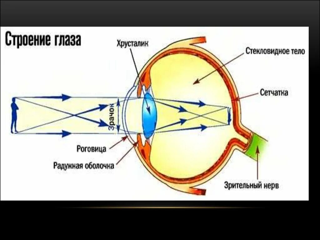 Какую форму имеет хрусталик. Строение хрусталика глаза. Хрусталик глаза анатомия. Строение хрусталика. Хрусталик глаза строение и функции.