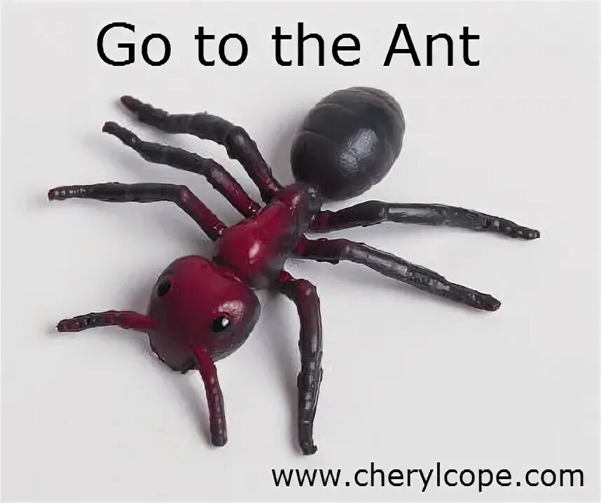 Ant charts