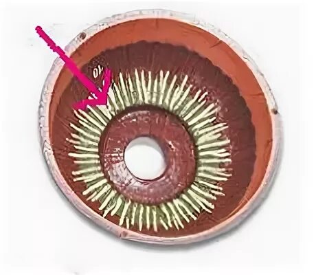 M sphincter pupillae и m ciliaris. Ресничный кружок. Радужная оболочка глаза анатомия. Ресничный кружок. Строение цилиарного тела гистология.