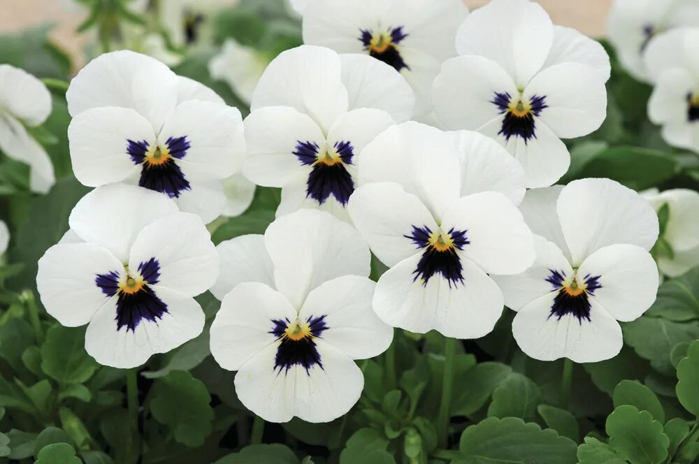 виола ампельная cool wave white. виола крупноцветковая колоссус вайт. виола виттрока крупноцветковая. виола вайт блотч. виола виттрока дельта уайт блотч.