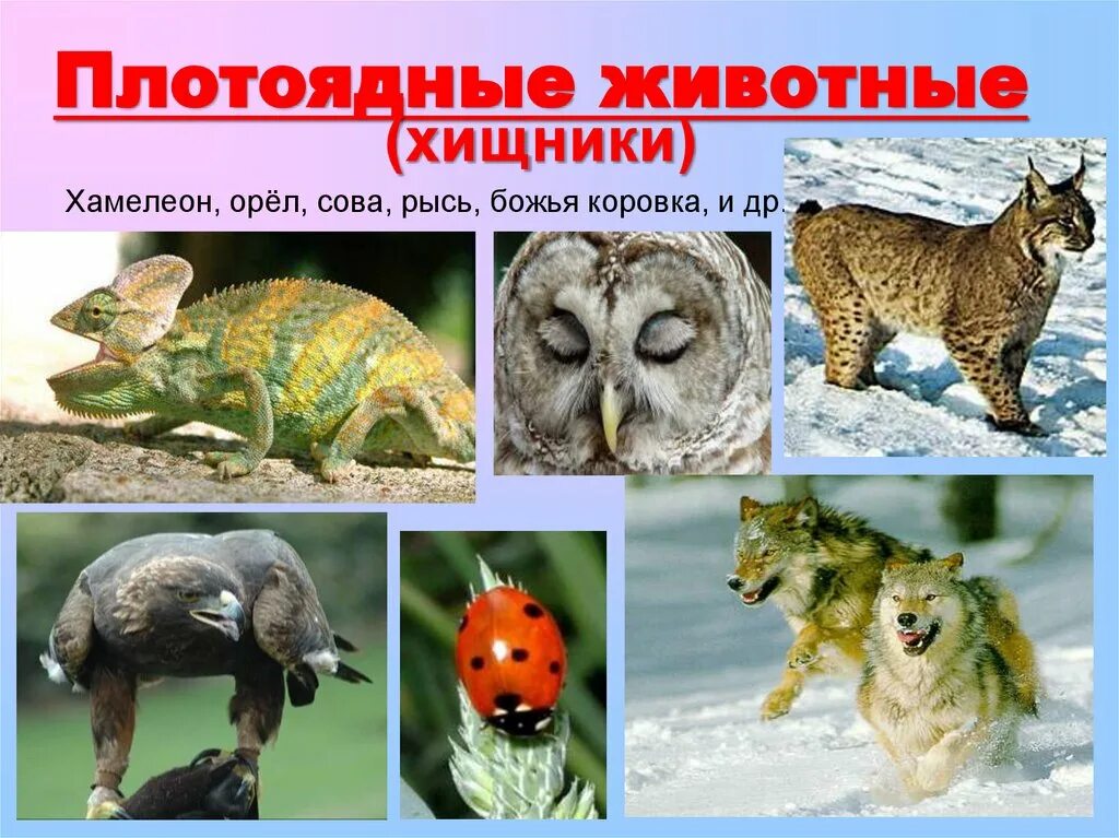 Хищники 5 класс