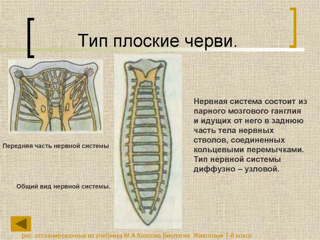 Нервная система плоских червей Тип. Тип плоские черви нервная система. Плоские черви нервная система диффузного типа. Плоские черви нервная система лестничного типа.