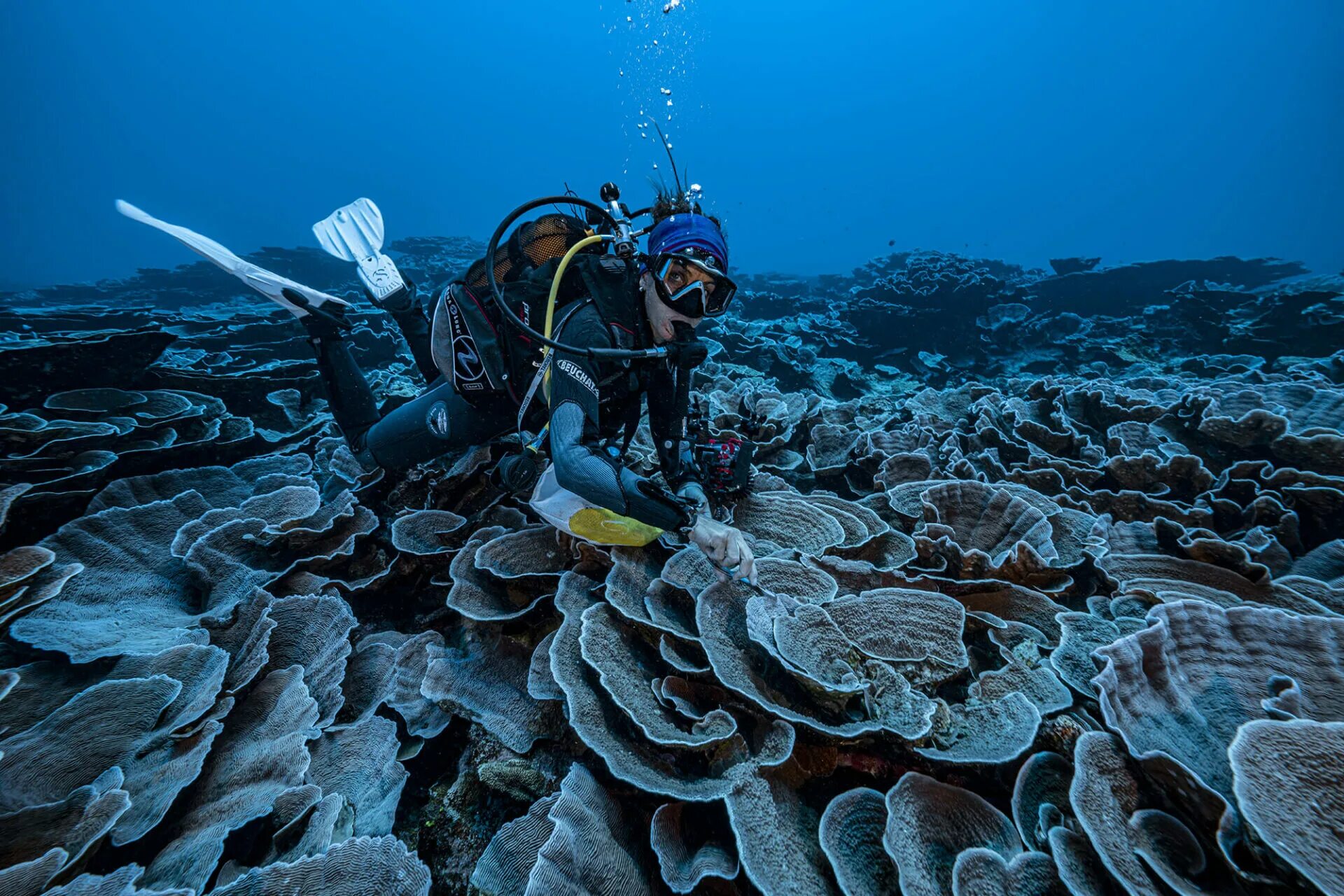 Коралловый риф протянувшийся вдоль восточной окраины материка. Коралловые рифы Тихого океана. Глубоководные коралловые рифы. Рифы в Таити. Море глубина.
