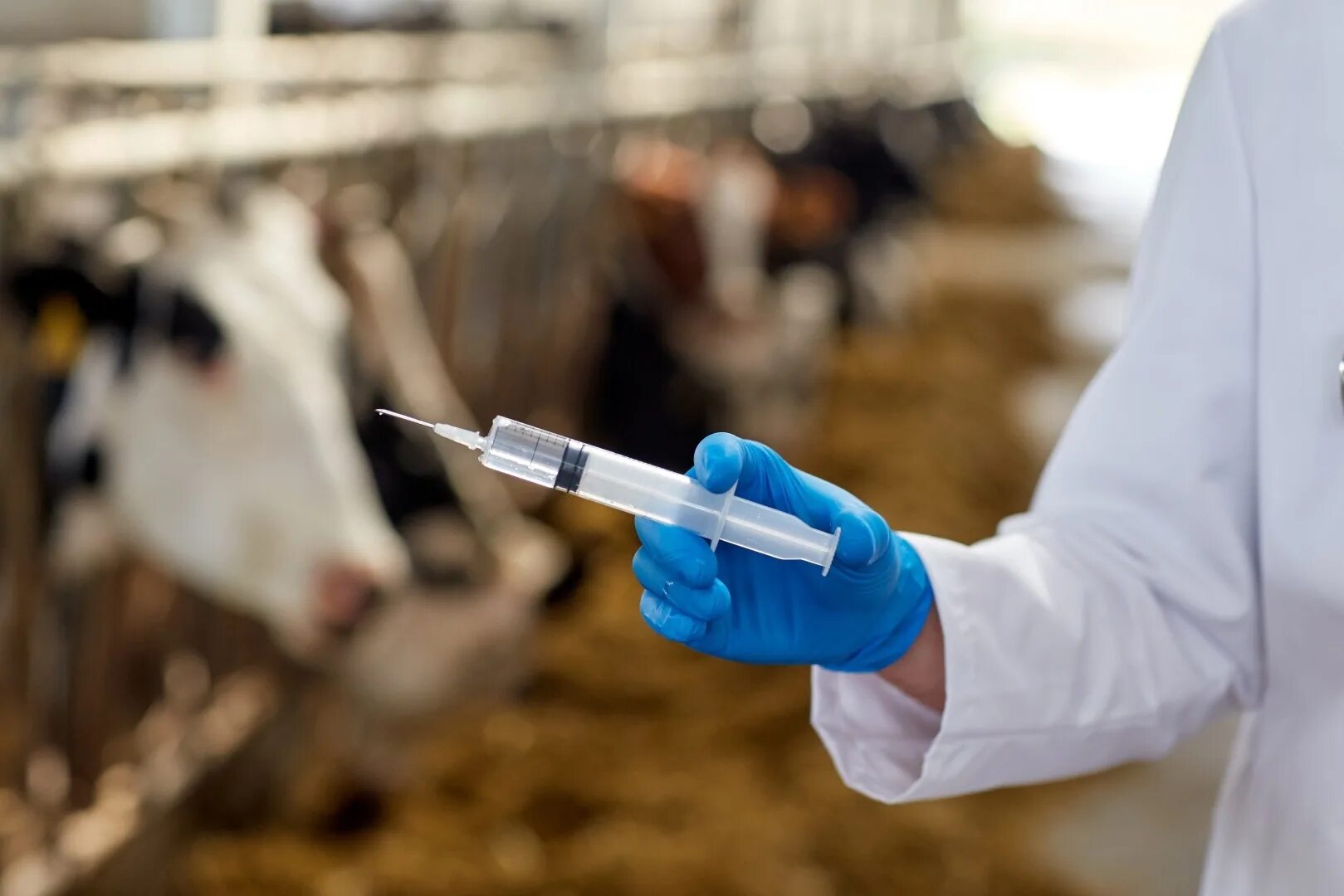 Вакцины для коров. Ветеринария в животноводстве. Ветеринария в сельском хозяйстве. Вакцинация животных КРС.