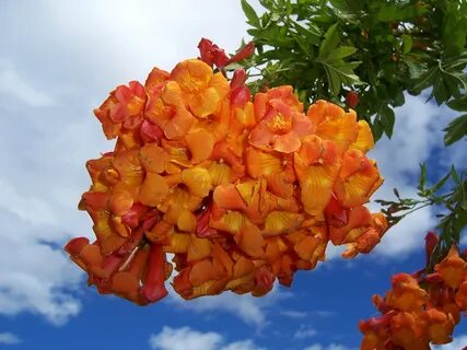 Цветы лианы