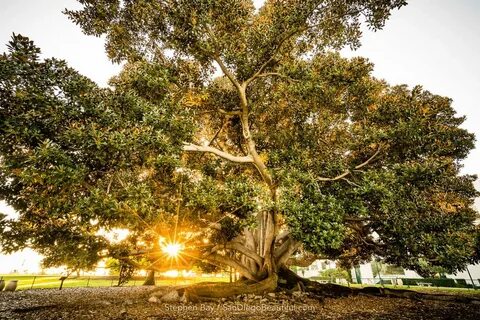Bay tree