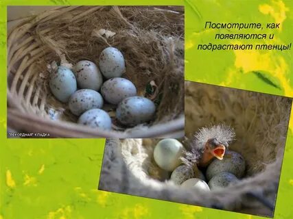 Птенец подрастает