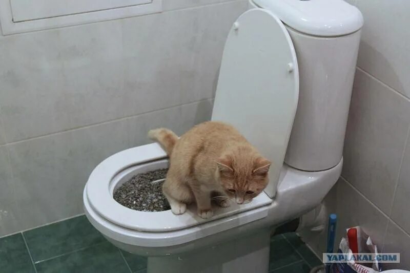 Туалет для кошек. Кот на унитазе. Котенок в унитазе. Туалетный котенок.
