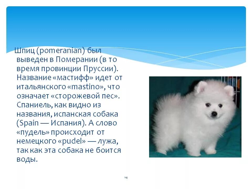 Информация про йорков. Пекинес собака описание. Описание собаки. Питомцы порода чихуа. Рассказы отпародах собак.