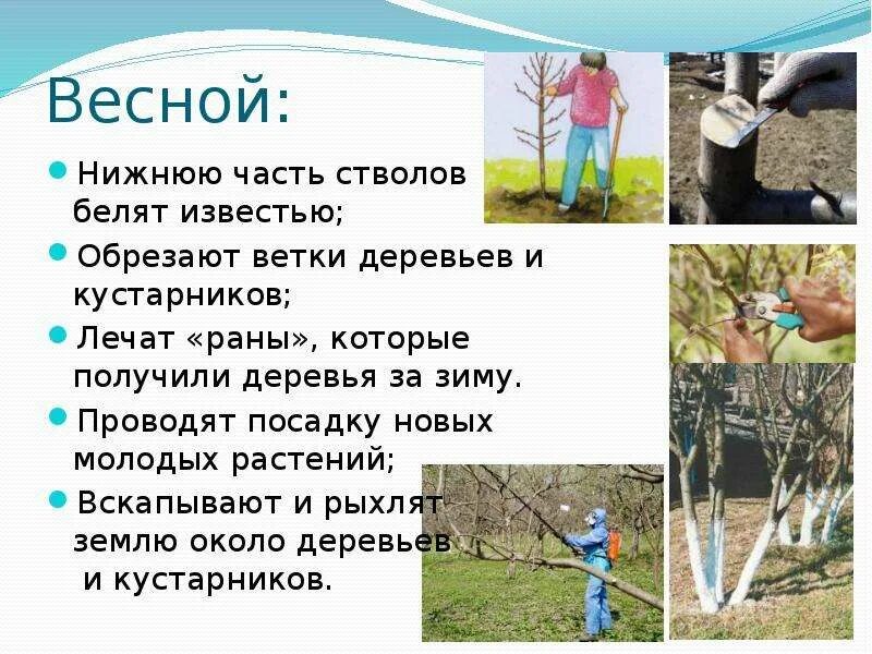 Зачем белят стволы деревьев весной