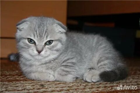 Шотландский кот 1 год