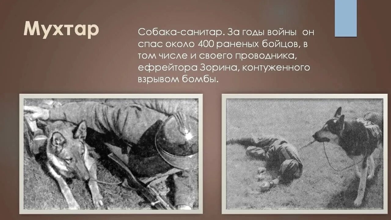 Спас животное рассказ