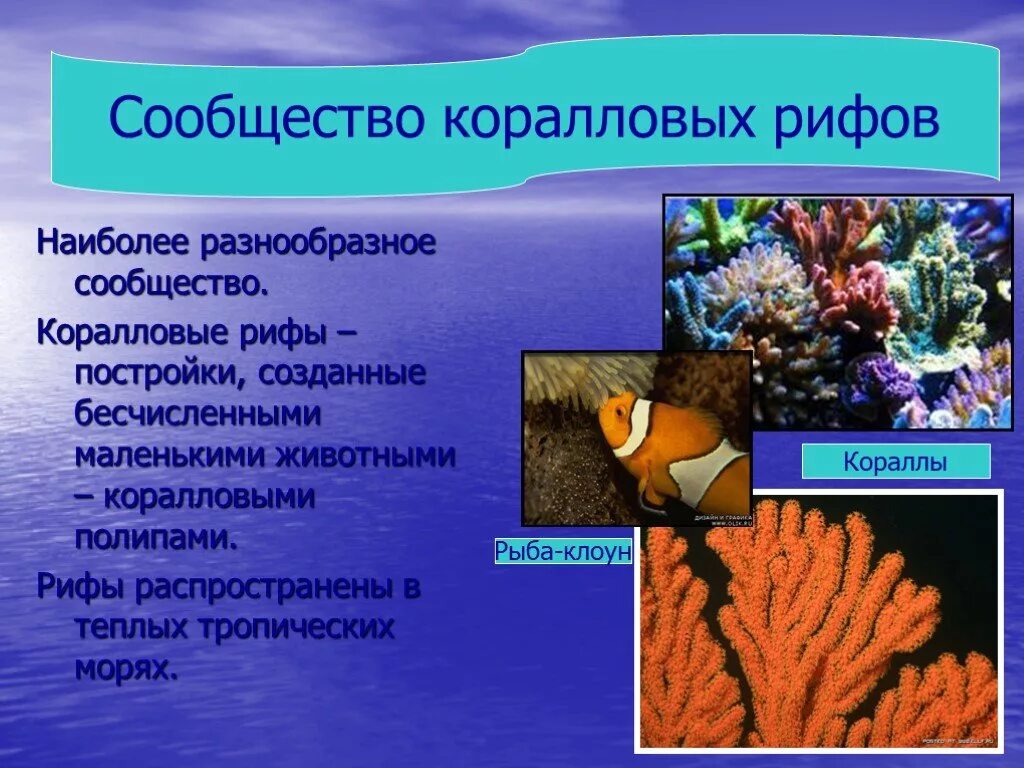 Сообщение о жизни в океане 6 класс