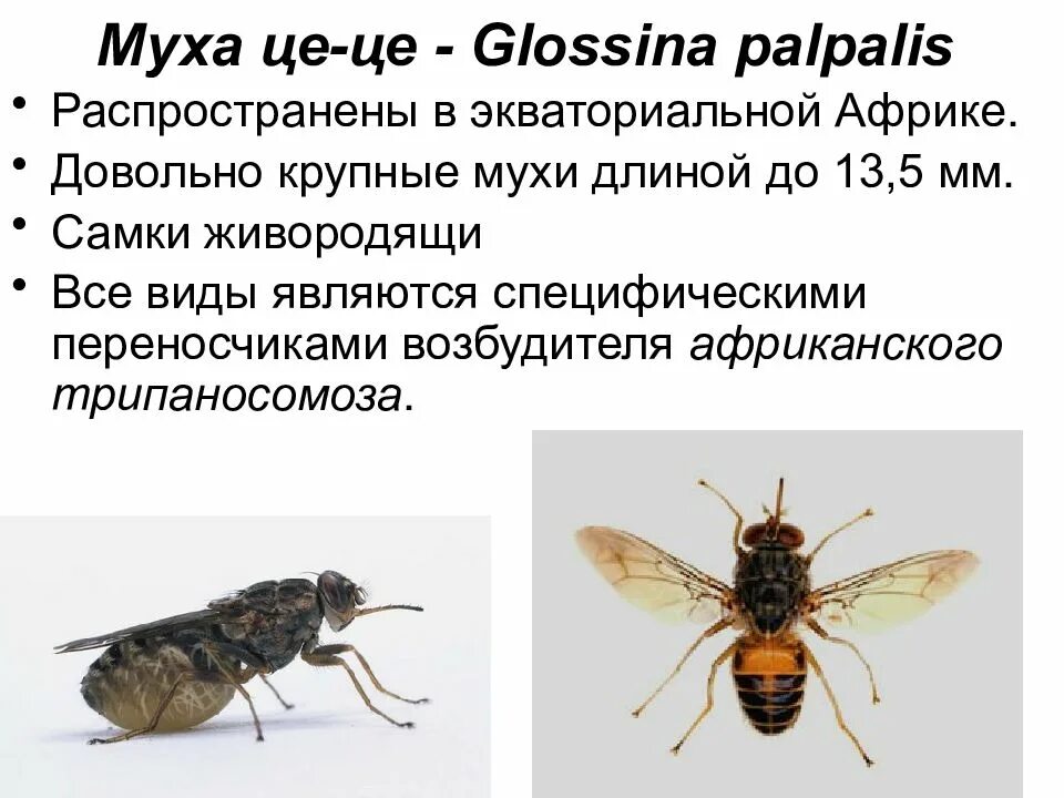 Муха цеце природная зона. Муха цеце переносчик возбудителя. муха цеце glossina palpalis. муха цеце размножение. муха це-це (glossina palpalis).