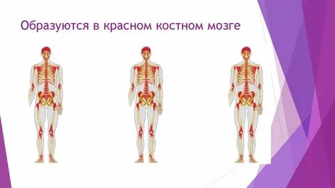 В красном костном мозге образуются