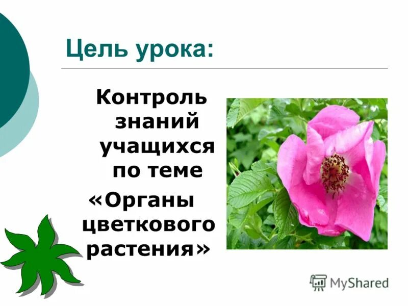 Растения обобщающий урок. Растения обобщающий урок. Основные отделы растений. Прокариоты грибы грибы. Растения обобщающий урок.