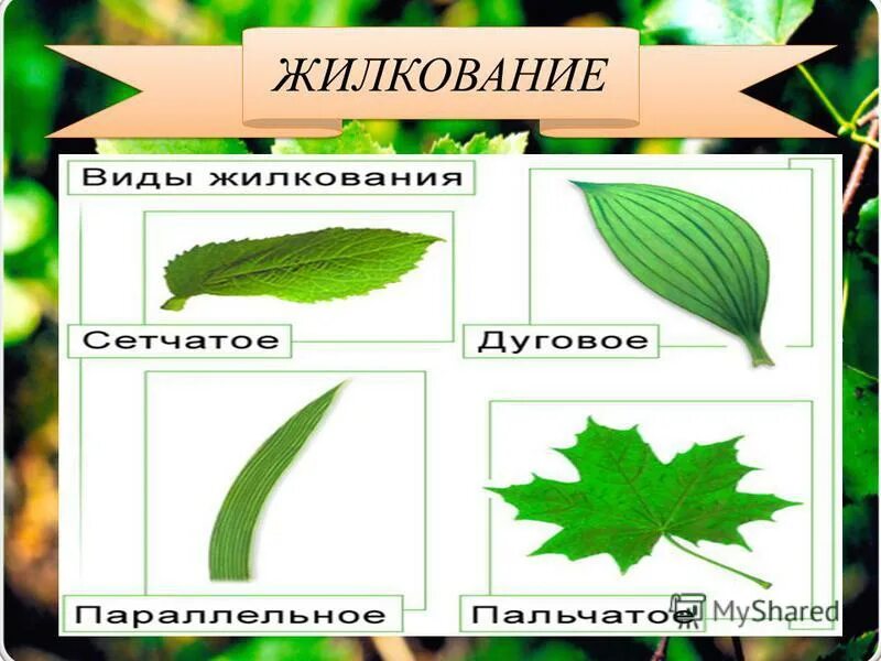 Внешнее строение простых листьев. Типы жилкования листьев и листорасположения. жилкование листьев одуванчика. типы жилкования листьев 6. жилкование листьев ясеня.