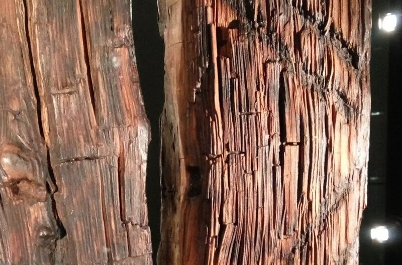 Кора png. Wood artifacts. Артефакт деревья. Удовое дерево на белом фоне. Артефакт деревья.