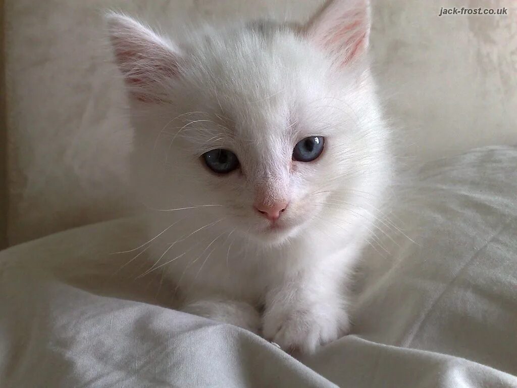 львенок альбинос. порода кошек альбинос. британская кошка альбинос. альбинос кошка белая. ягуарунди альбинос.