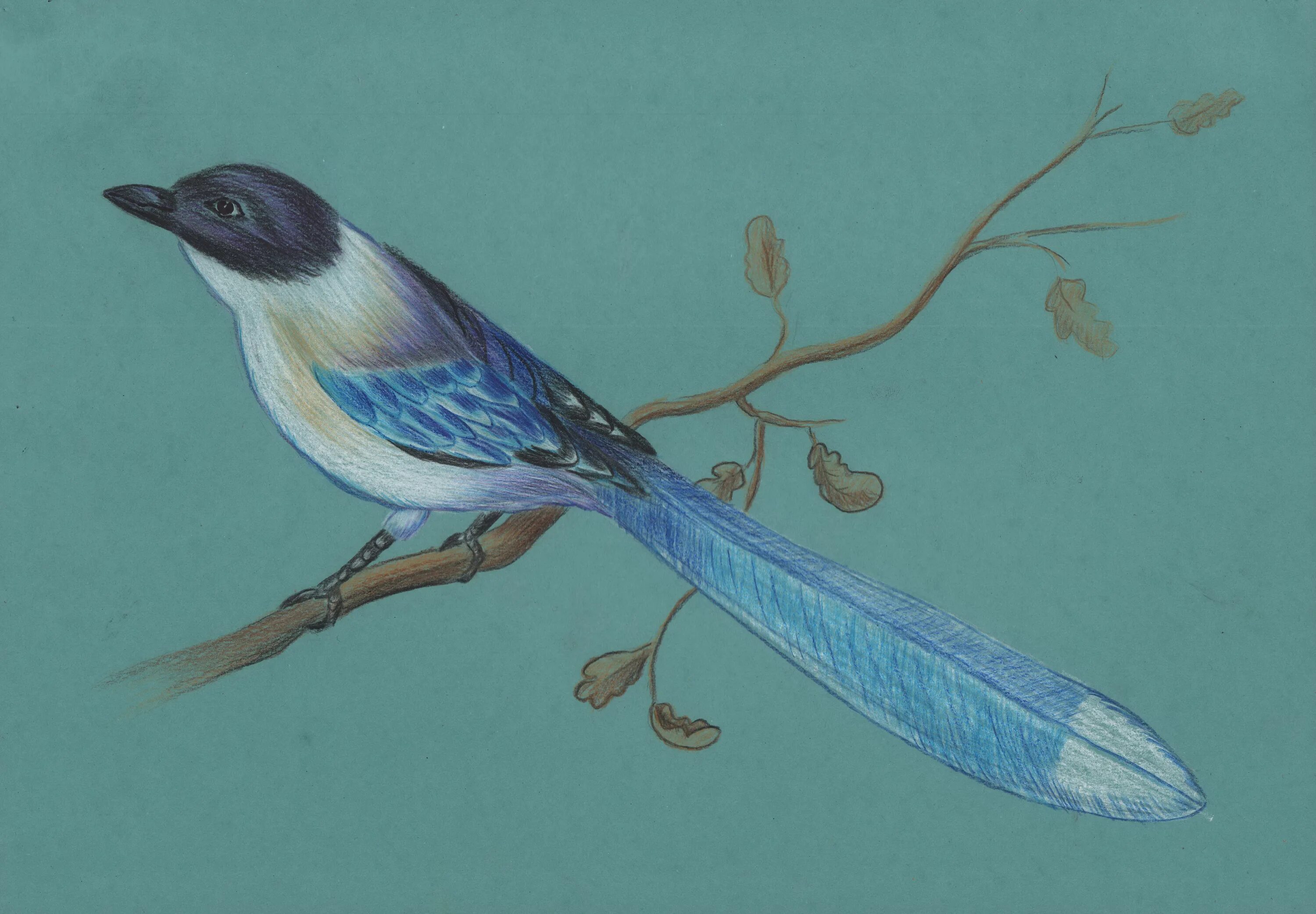 40 Free & Easy Animal Sketch Drawing Ideas & Inspiration - Brighter Craft Fly dr
