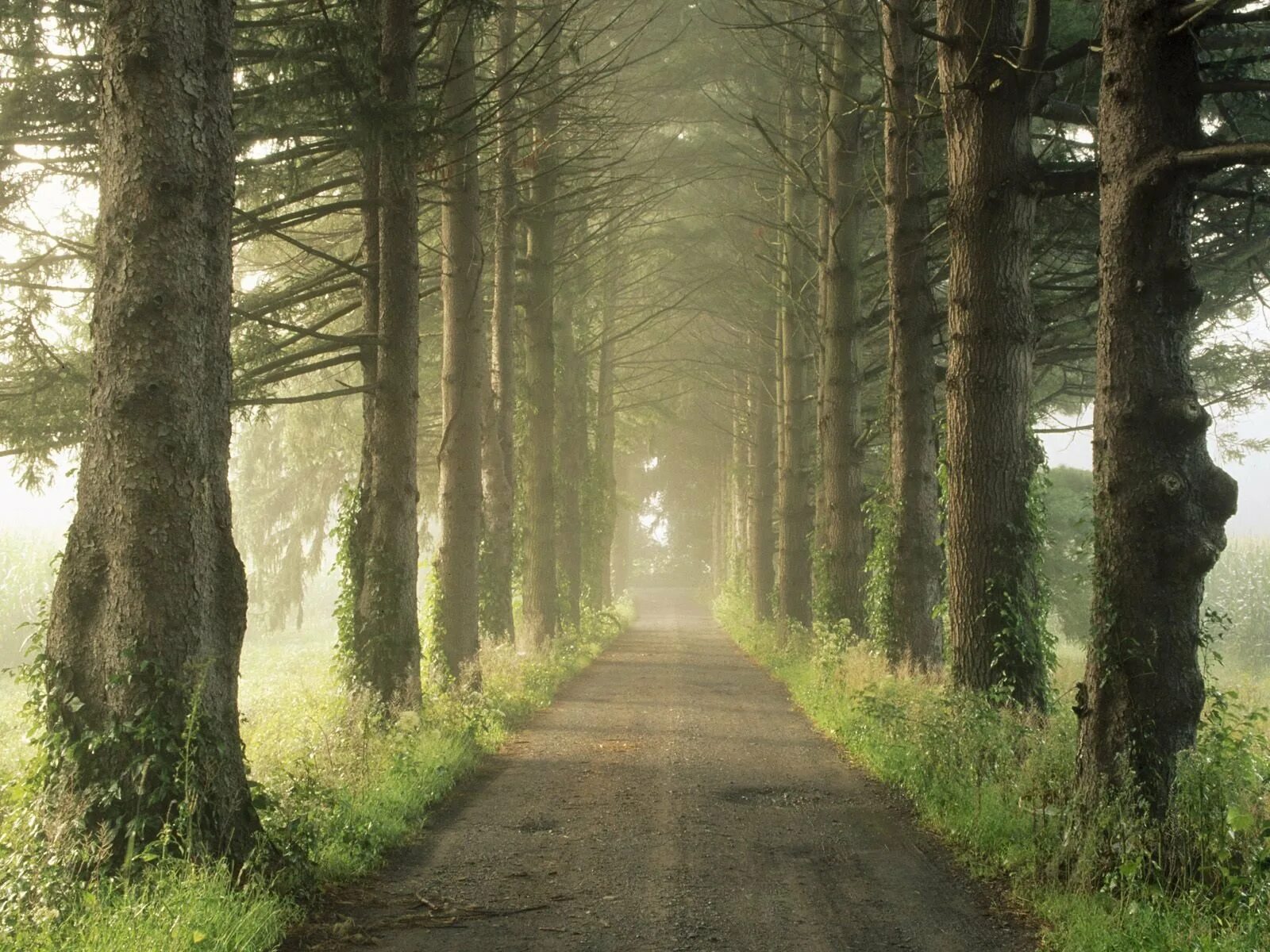 Дорога ведет в лес. Дорога в лесу. Лесная дорога. Тропинка в лесу. Дорога в лесу перспектива.