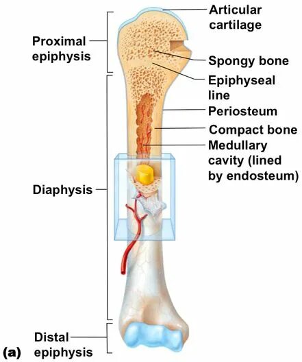 Long bone. Диафиз кости. Long Bones. Periosteum of Bone. Diaphysis.
