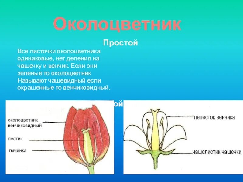 Трехчленный тип строения цветка однодольные или двудольные. Околоцветник у тюльпана6клас. Листики околоцветника однодольных. Овес строение околоцветника. Строение околоцветника Однодольные.