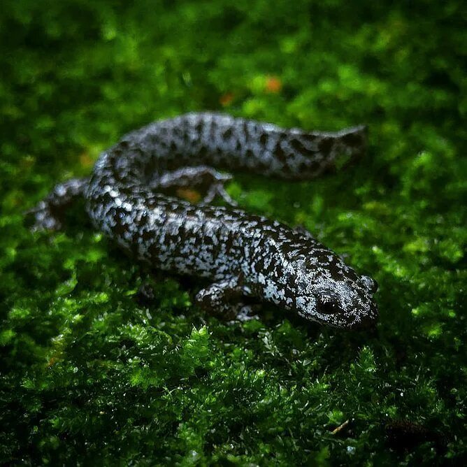 Огненная саламандра веки. Чешуя саламандры. Саламандра 2. Огненная саламандра животное. Сетчатая амбистома.